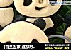 [香兰世家]成都形象--超萌熊猫饼干的做法