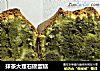 抹茶大理石磅蛋糕的做法