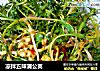 凉拌五味蒲公英的做法