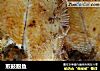 煎鼓眼鱼的做法