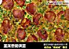 韭菜香肠烘蛋的做法