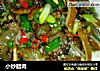 小炒腊肉的做法
