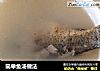 简单鱼汤做法的做法