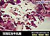 玫瑰花生牛扎糖的做法