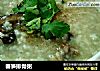 春笋排骨粥的做法