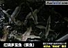 红烧多宝鱼（鲽鱼）的做法