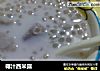 椰汁西米露的做法