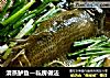 清蒸鲈鱼—私房做法的做法