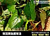 嫩豆腐鱼腥草汤的做法