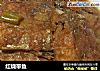 红烧带鱼的做法