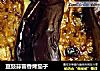 豆豉蒜蓉香烤茄子的做法