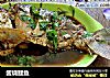 酱烧鲤鱼的做法