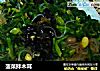 菠菜拌木耳的做法