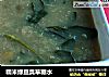 糯米绿豆臭草糖水的做法
