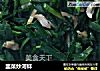 韭菜炒河蚌的做法