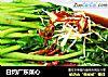 白灼广东菜心的做法