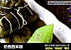 奶香西米粽的做法