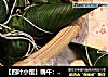 【四叶小馆】端午：食粽的做法