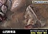 山药排骨汤的做法