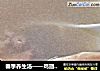春季养生汤——鸡翅羊胎盘汤的做法