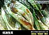 蚝油生菜的做法