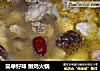 简单好味 嫩鸡火锅的做法