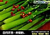 白灼芥兰--关键的淋汁作法，以此类推白灼菜心生菜等的做法