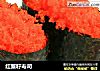 红蟹籽寿司的做法