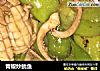 青椒炒鱿鱼的做法