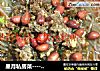 星月私房菜－特色小吃银丝粉的做法