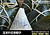玉米叶红枣粽子的做法