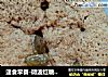 速食早餐-微波红糖蛋糕的做法