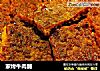 家烤牛肉脯的做法