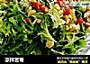 凉拌苦菊的做法