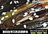 葱焖虫草花陈皮醸鲫鱼的做法