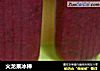 火龙果冰棒的做法