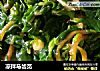 凉拌马齿苋的做法