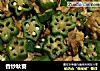 香炒秋葵的做法
