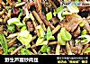 野生芦蒿炒肉丝的做法