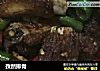 孜然排骨的做法