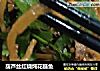 葫芦丝红烧炖花鲢鱼的做法