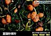豆瓣炒麻叶的做法