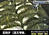 苏耗子 【夏天专属快手小吃】的做法