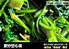 素炒空心菜的做法