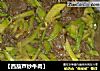 【西葫芦炒牛肉】的做法