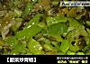 【酸菜炒青椒】的做法