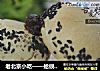 老北京小吃——蛤蟆吐蜜的做法