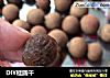 DIY桂圆干的做法