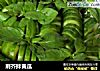 荆芥拌黄瓜的做法