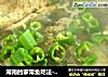 湖南的家常鱼吃法--酸菜煮鲫鱼的做法